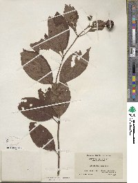 Cephalanthus occidentalis image