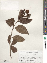 Cephalanthus occidentalis image