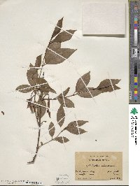 Cephalanthus occidentalis image