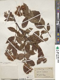 Cephalanthus occidentalis image