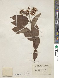 Cephalanthus occidentalis image