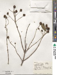Cephalanthus occidentalis image