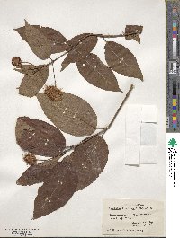 Cephalanthus occidentalis image