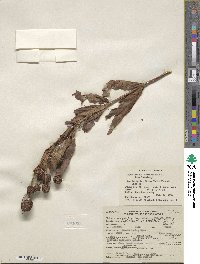 Cephalanthus occidentalis image