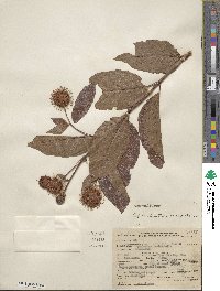 Cephalanthus occidentalis image