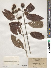 Cephalanthus occidentalis image