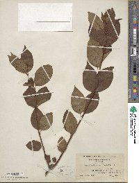 Cephalanthus occidentalis image