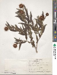 Image of Cephalanthus salicifolius