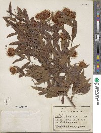 Cephalanthus salicifolius image