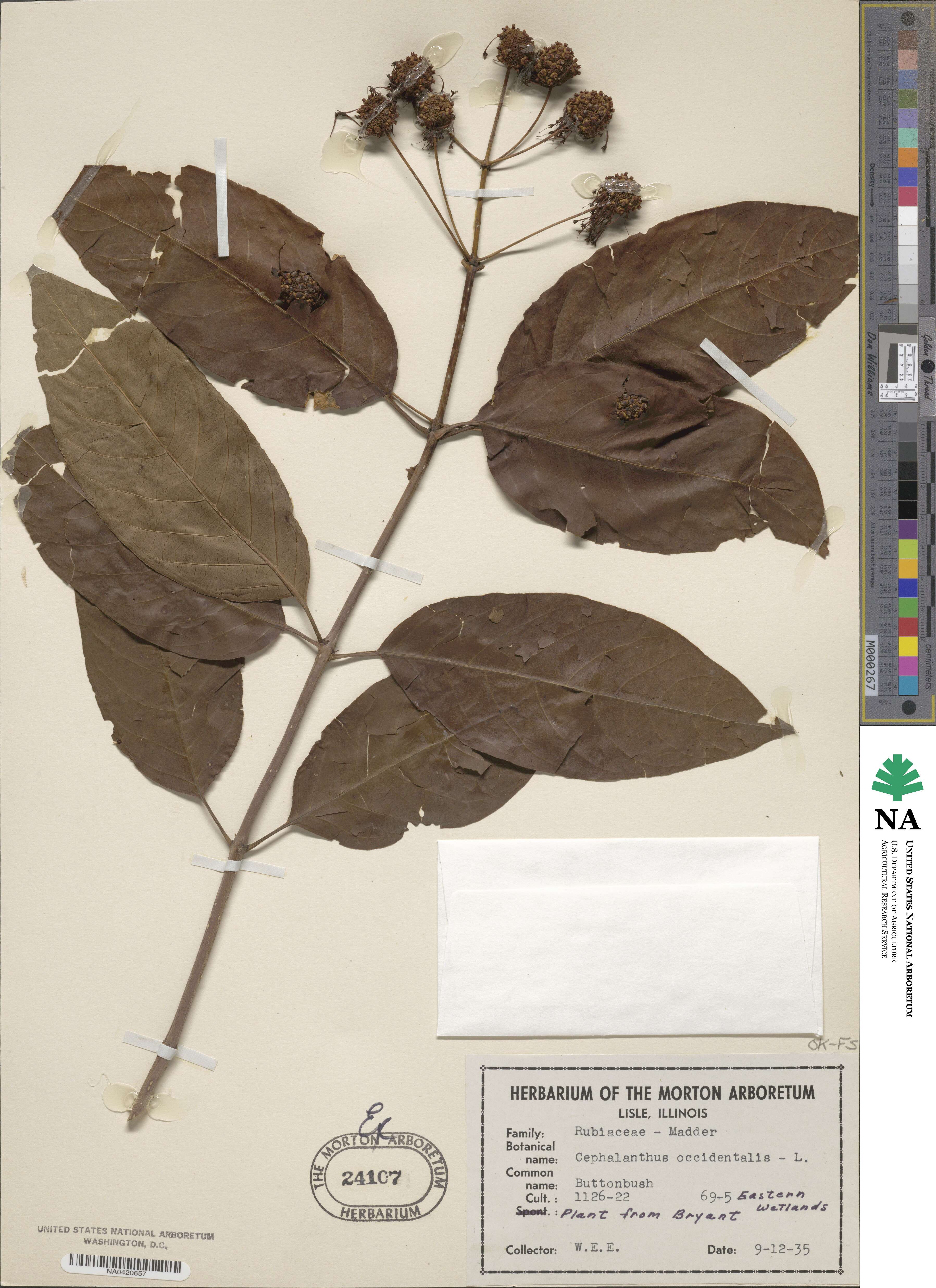 Cephalanthus occidentalis image