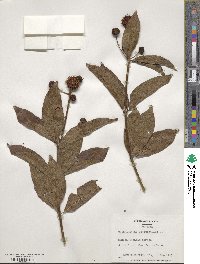 Cephalanthus occidentalis image