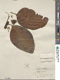 Nauclea orientalis image