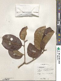 Image of Nauclea latifolia