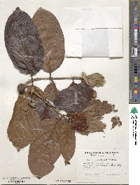 Nauclea latifolia image