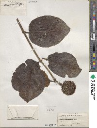 Nauclea latifolia image