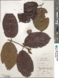 Nauclea latifolia image