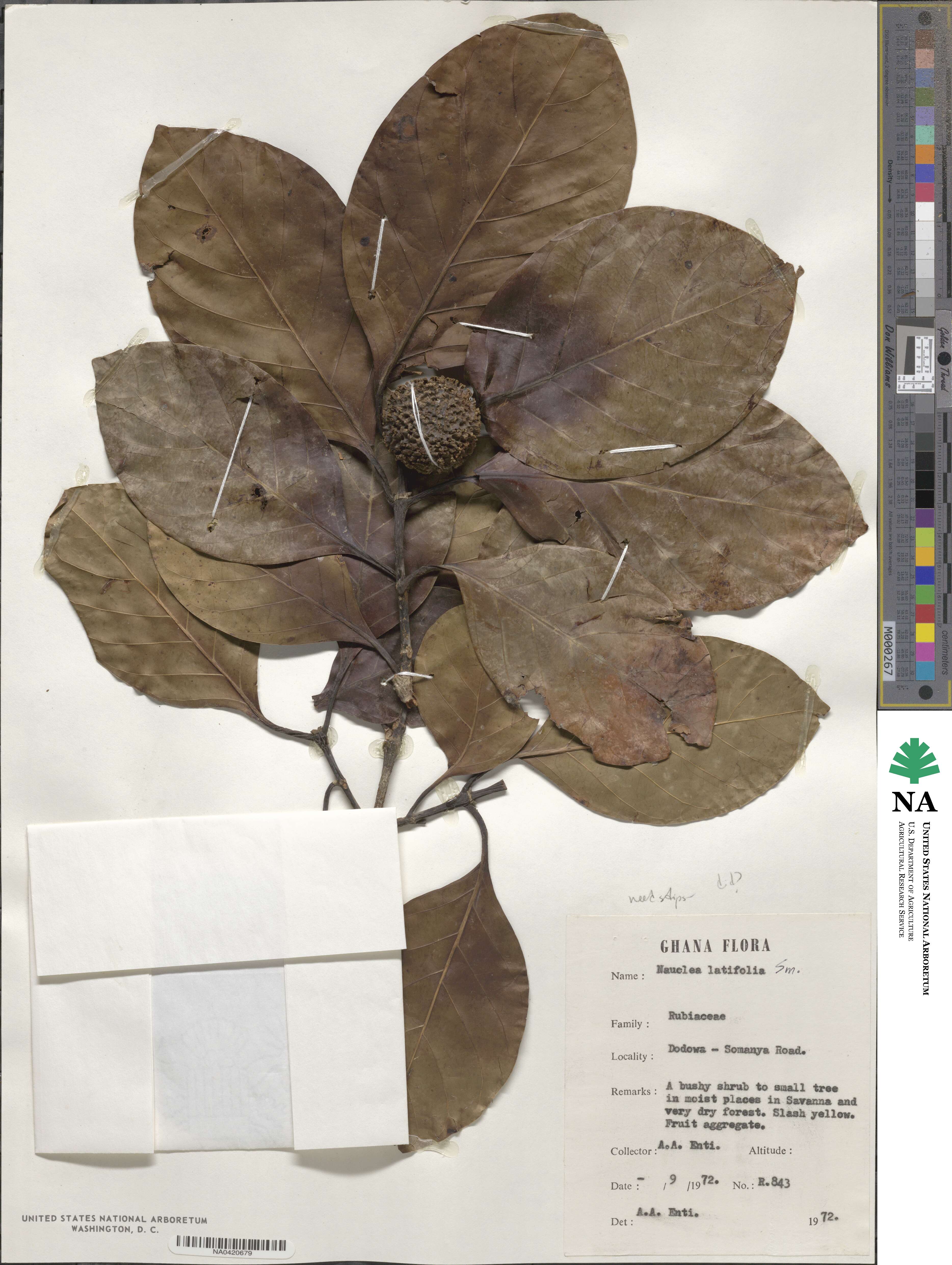 Nauclea latifolia image