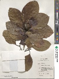 Nauclea latifolia image