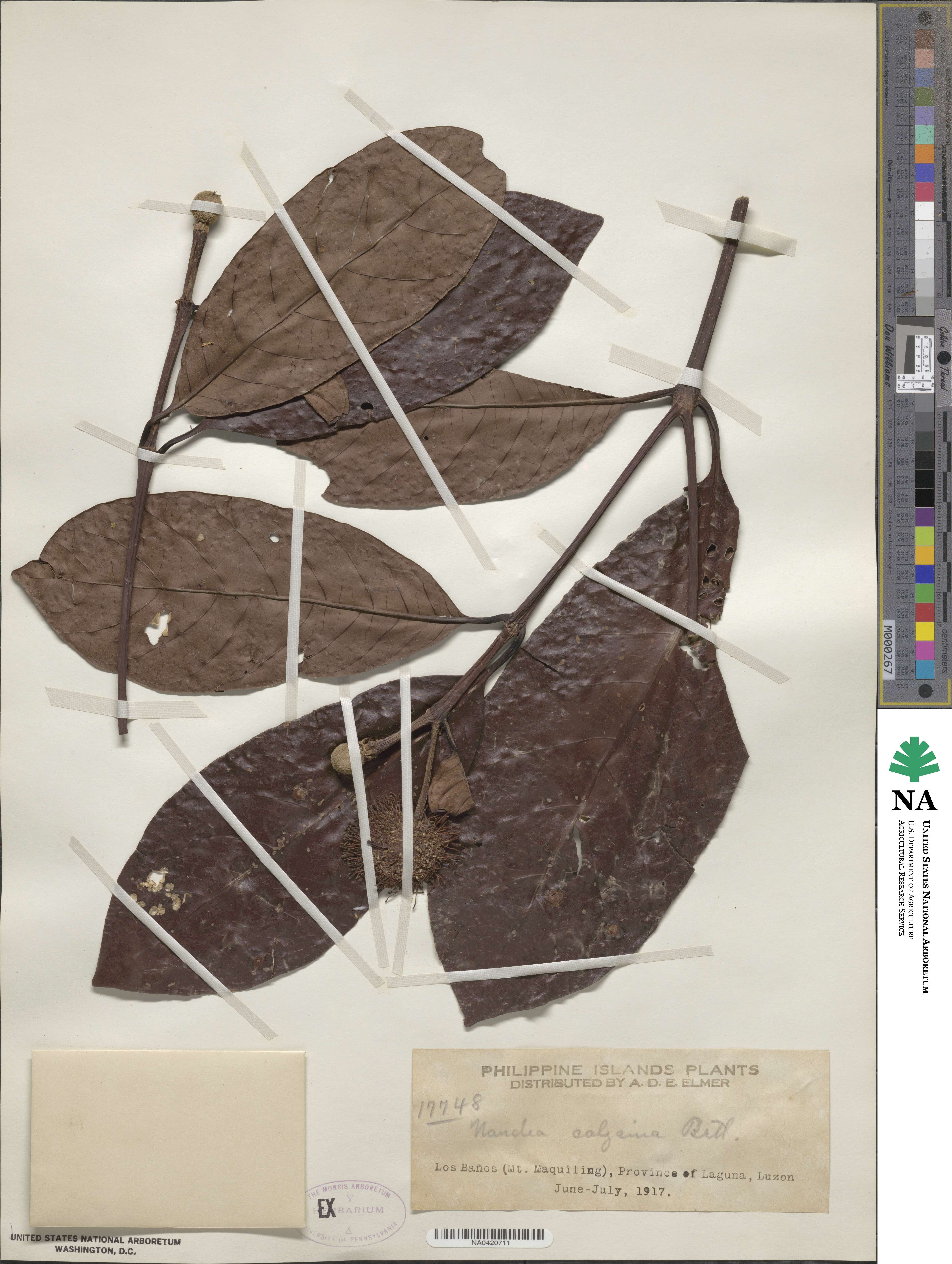 Neonauclea calycina image