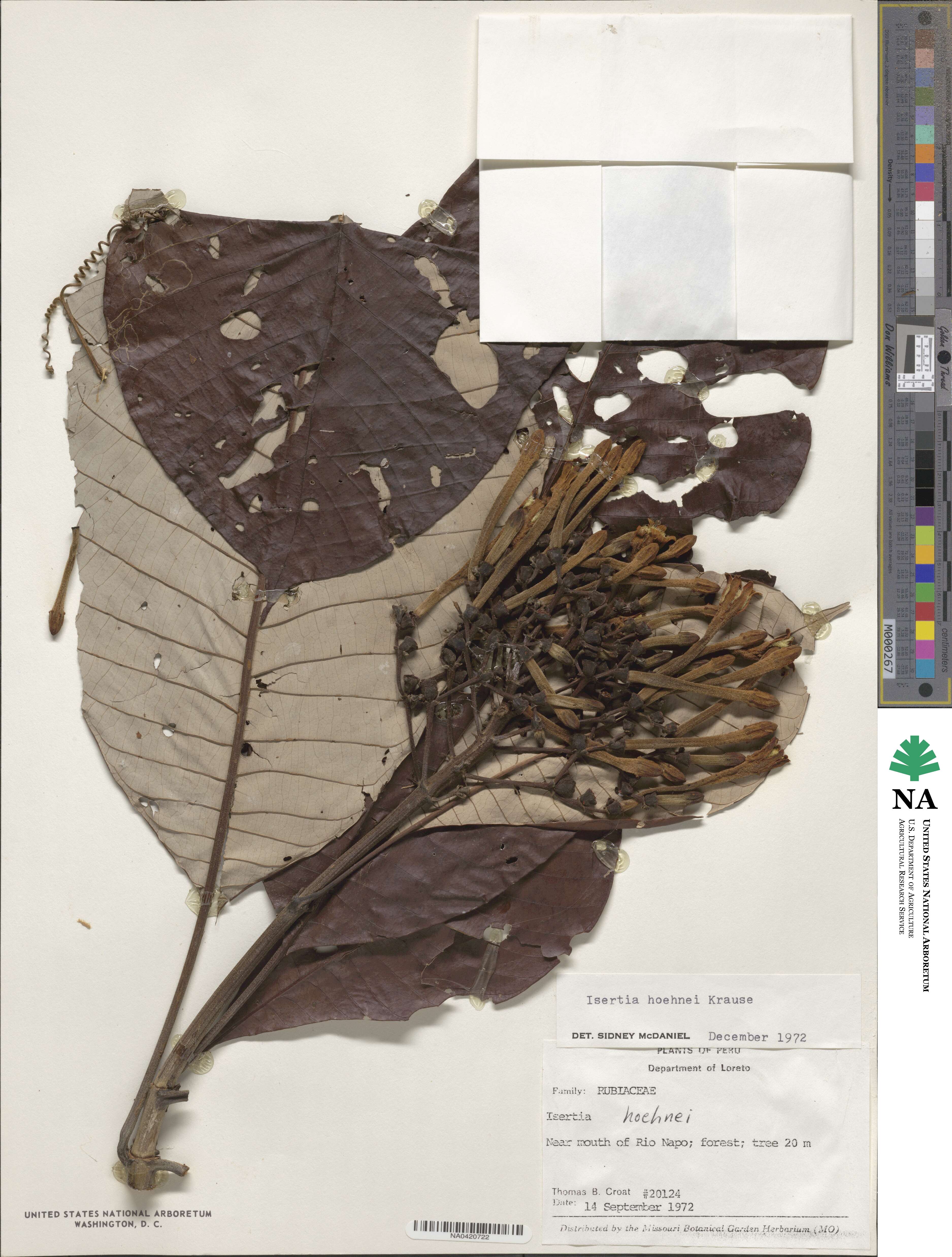 Isertia hypoleuca image