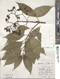 Mussaenda parviflora image