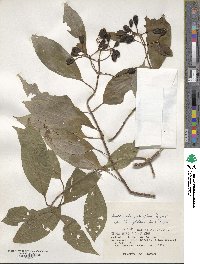 Mussaenda parviflora image