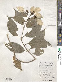 Mussaenda parviflora image