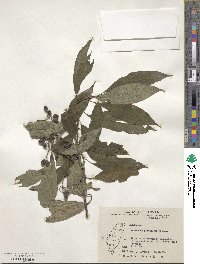 Mussaenda parviflora image