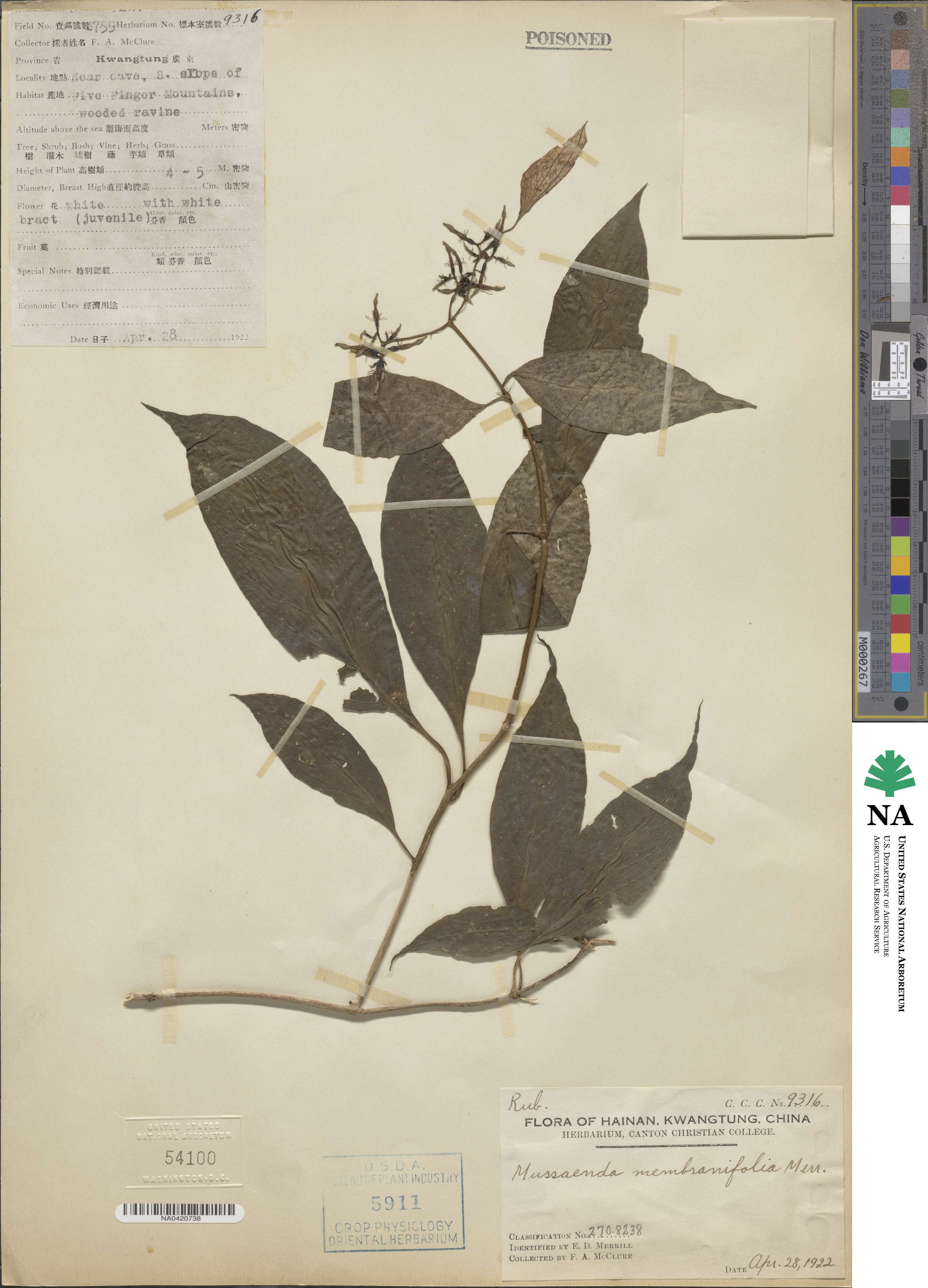 Mussaenda membranifolia image