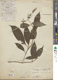 Image of Mussaenda membranifolia