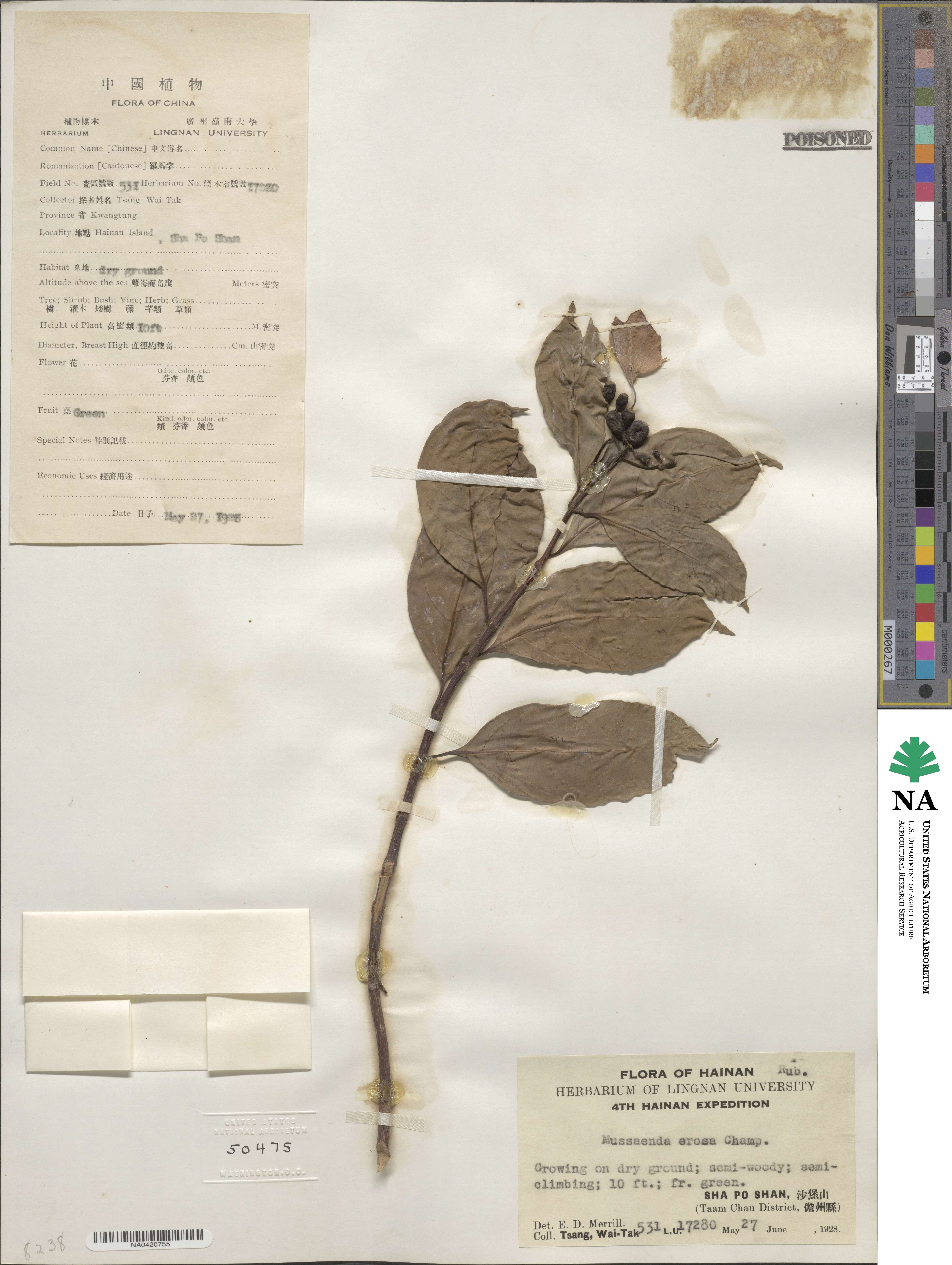 Mussaenda erosa image