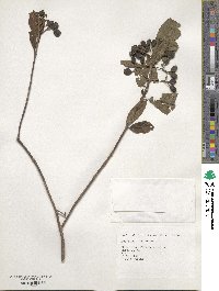 Mussaenda parviflora image