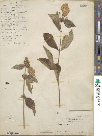 Mussaenda pubescens image