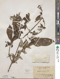 Mussaenda pubescens image