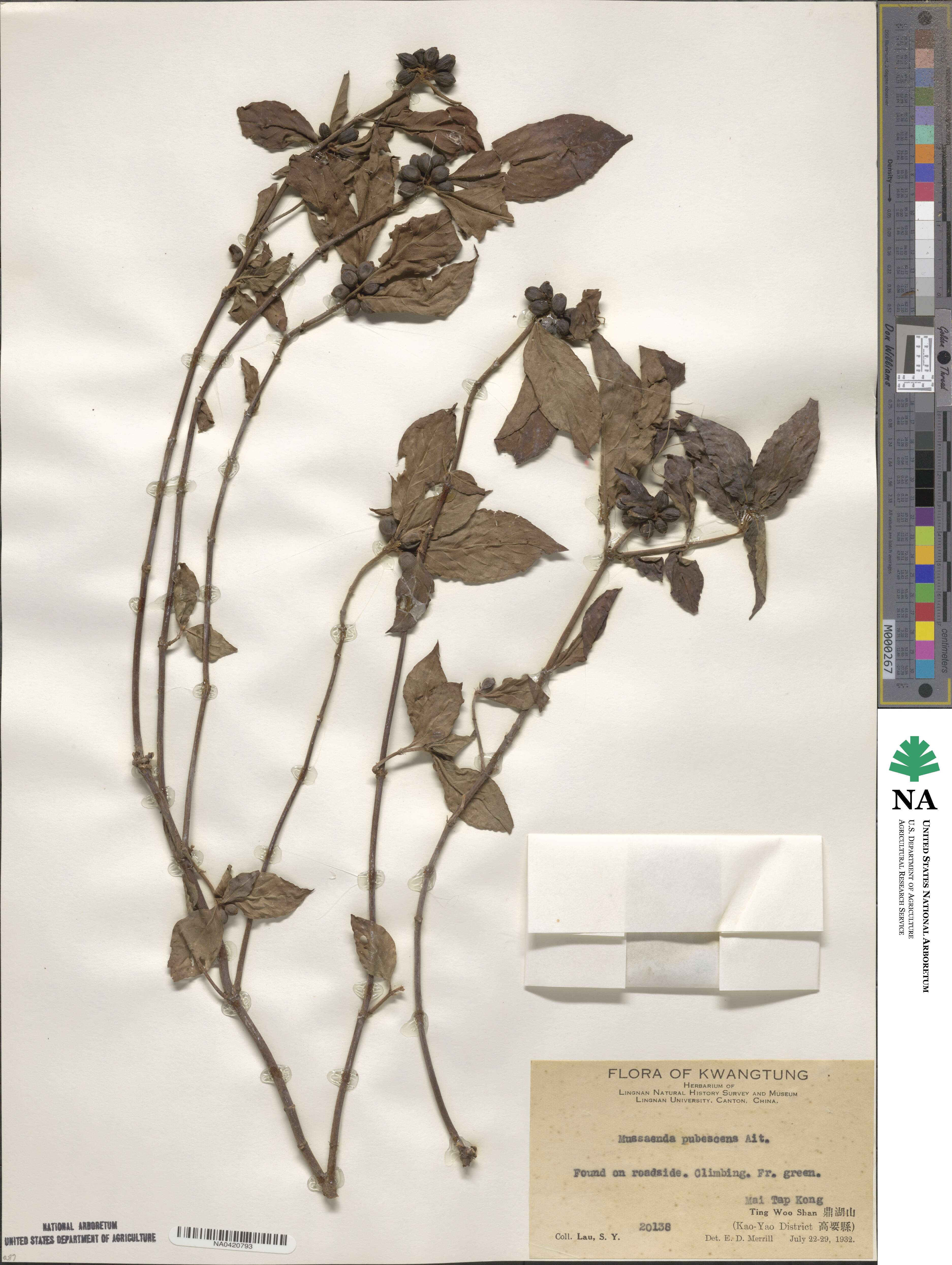 Mussaenda pubescens image