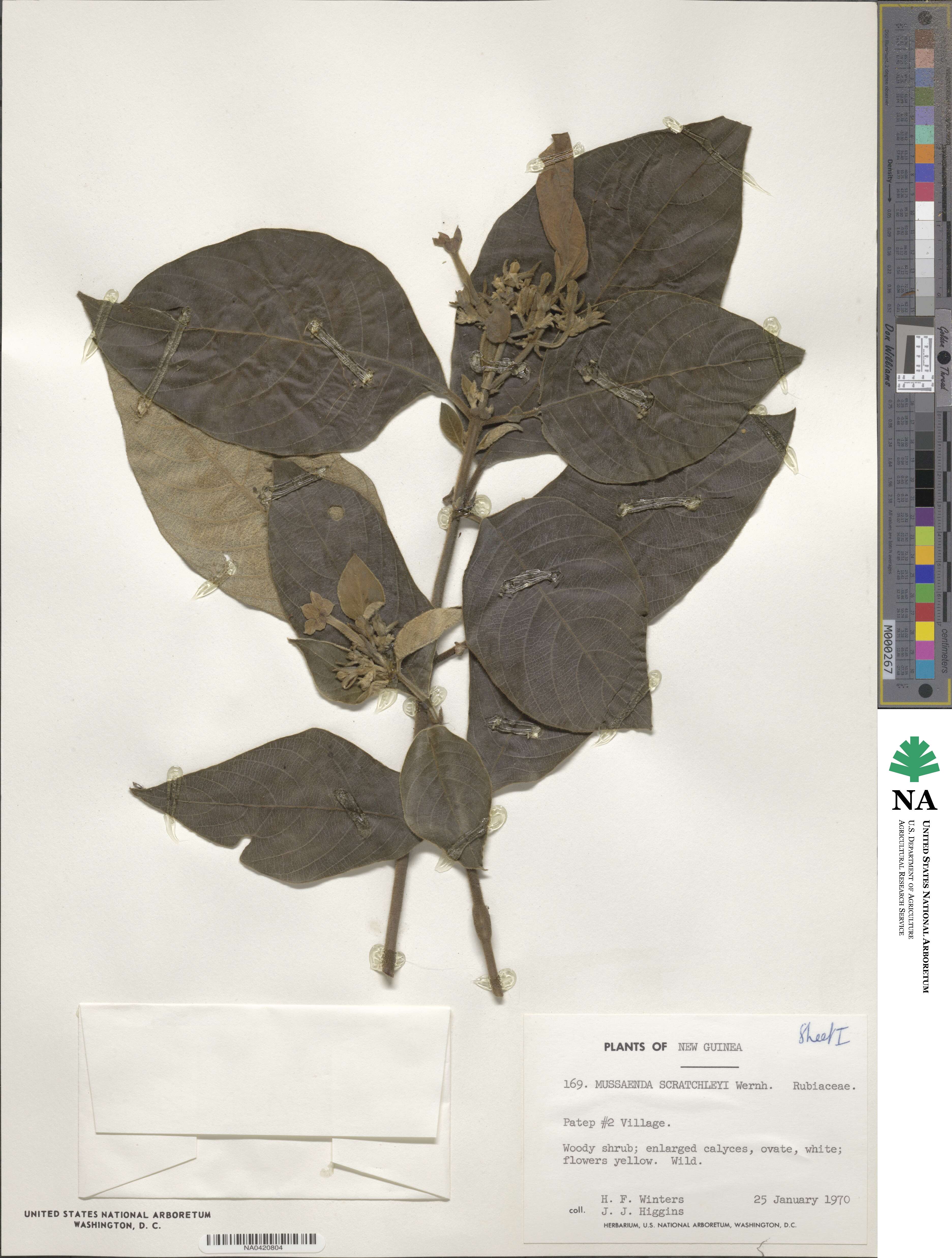 Mussaenda scratchleyi image