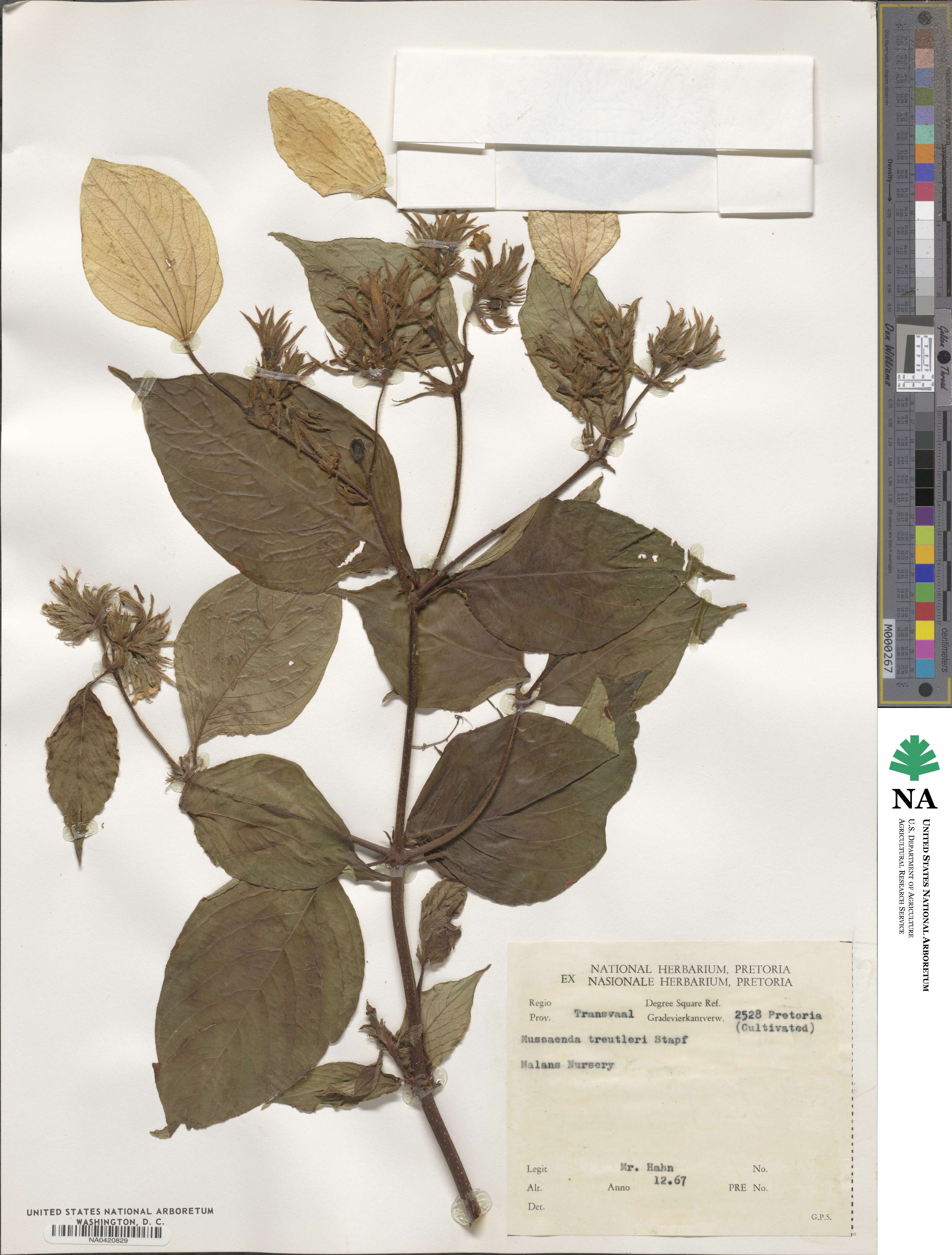 Mussaenda treutleri image