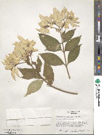 Mussaenda philippica image