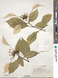 Mussaenda incana image