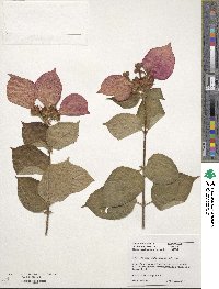 Mussaenda erythrophylla image