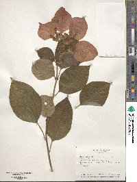 Mussaenda erythrophylla image