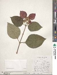 Mussaenda erythrophylla image