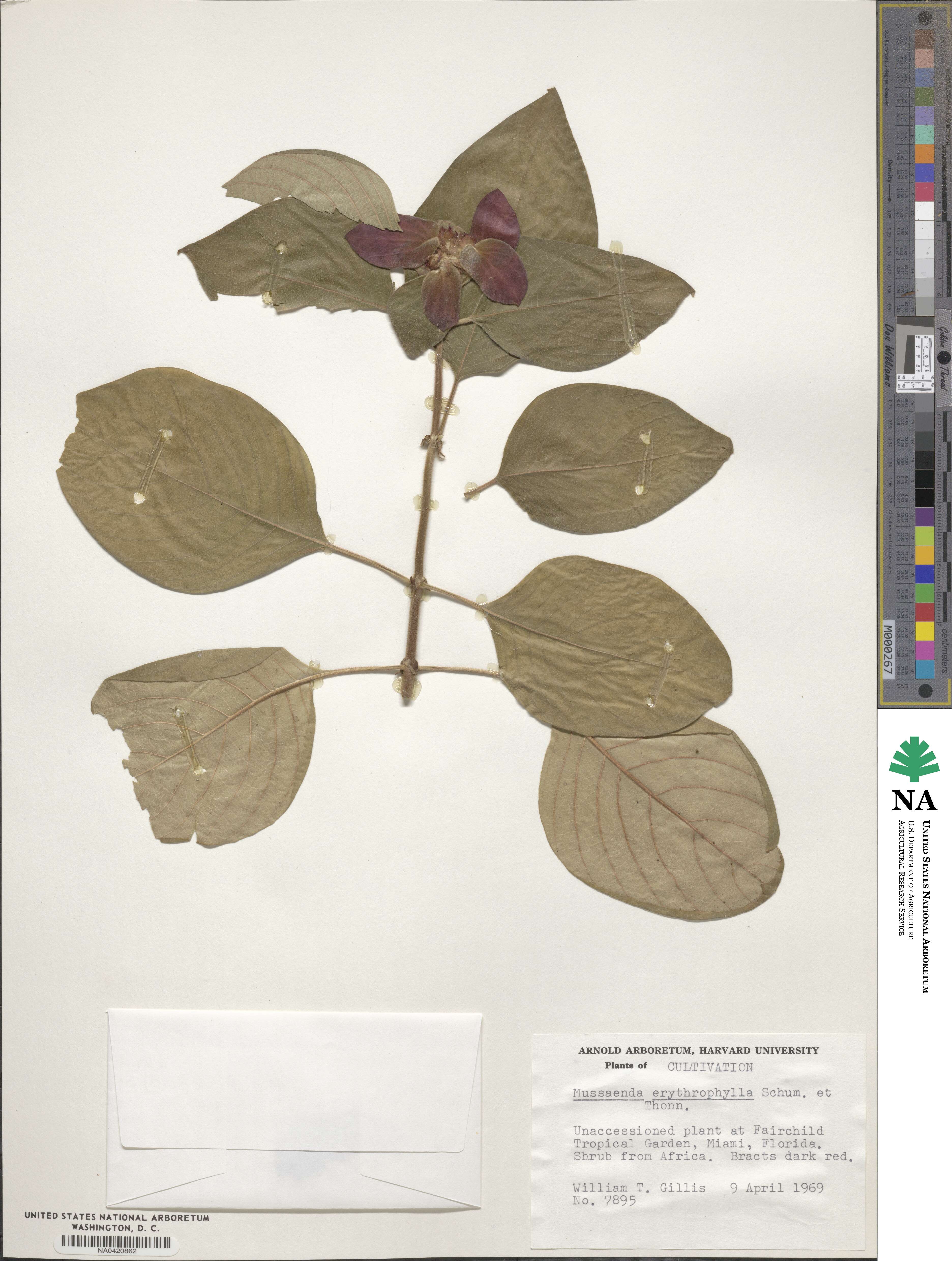 Mussaenda erythrophylla image