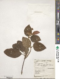 Mussaenda erythrophylla image