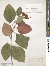 Mussaenda erythrophylla image