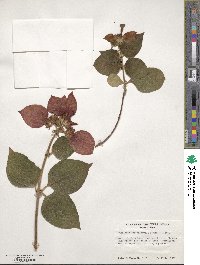 Mussaenda erythrophylla image