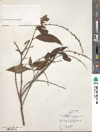 Image of Gonzalagunia cornifolia