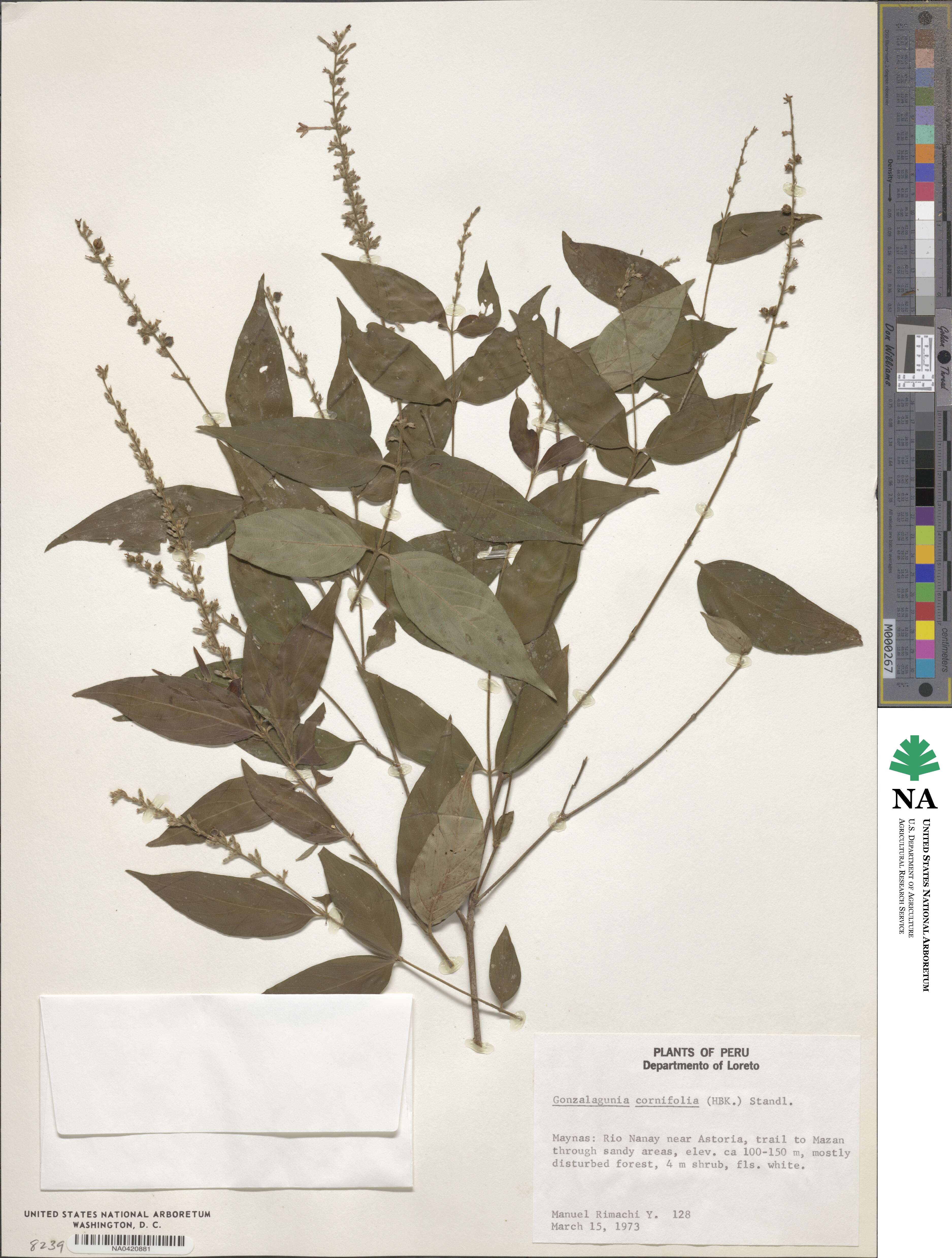 Gonzalagunia cornifolia image