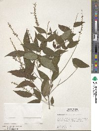 Gonzalagunia cornifolia image