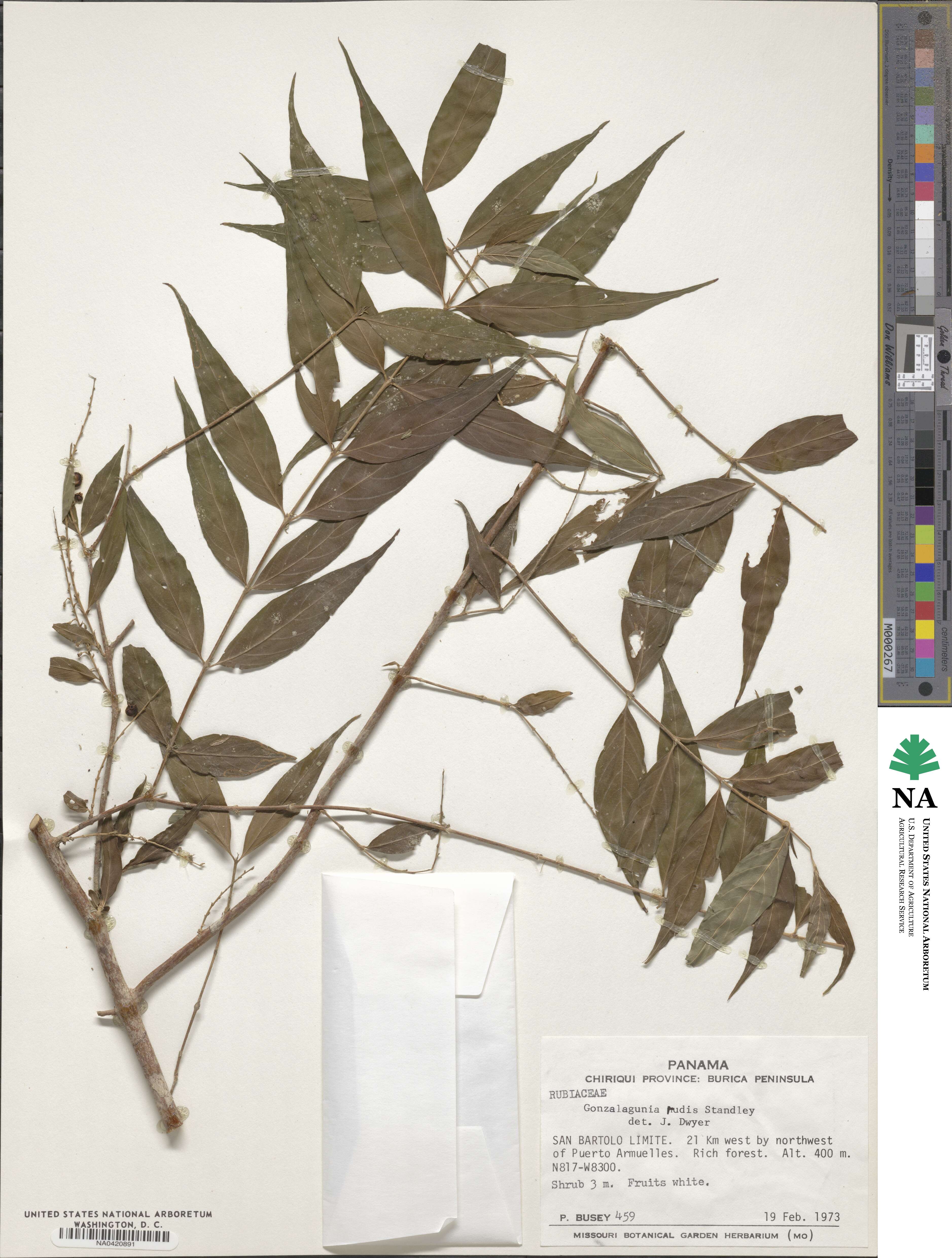 Gonzalagunia rudis image